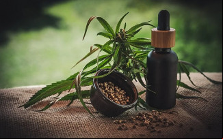 Imagem da planta Cannabis em uso medicinal. Foto reprodução: Pixebay
