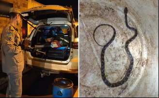 Cobra é encontrada em porta-malas de carro, em Jataí — Foto: Divulgação/Corpo de Bombeiros